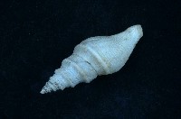 藏品(捲管螺)的圖片